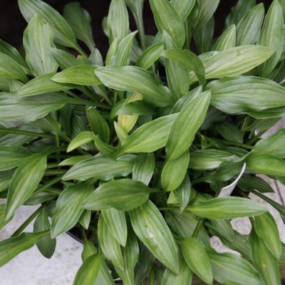 Hosta 'Mount Kirishima'